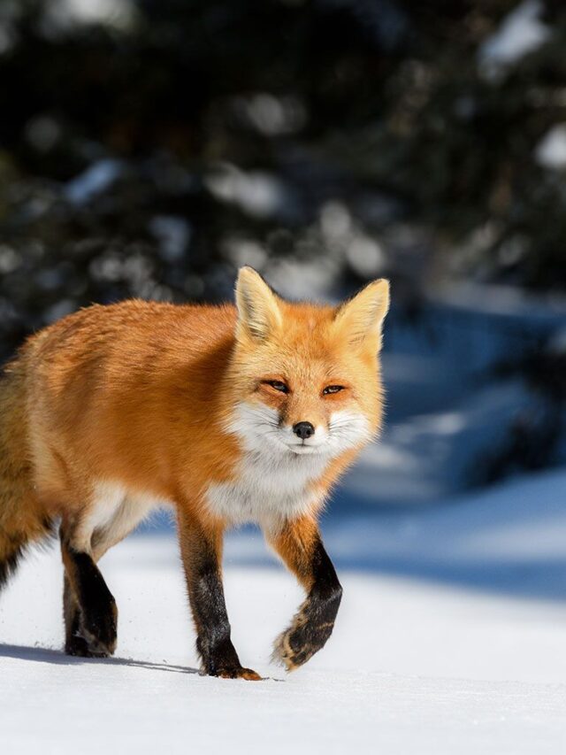 In just eleven seconds, name three key distinctions between the red fox photos!